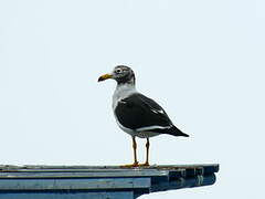 Belcher's Gull