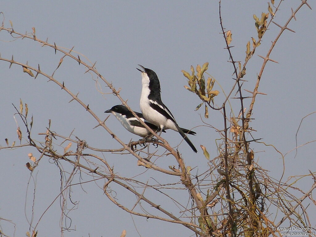 Swamp Boubou