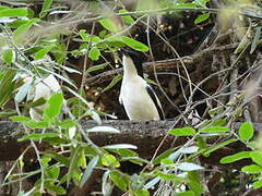 Swamp Boubou