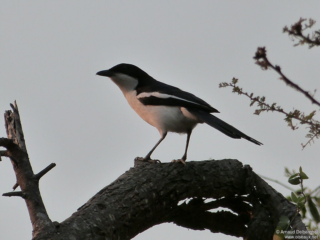 Swamp Boubou