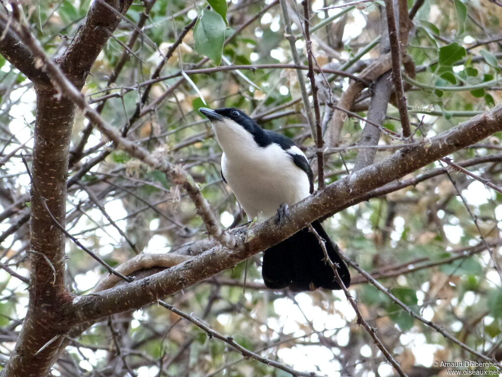 Swamp Boubou