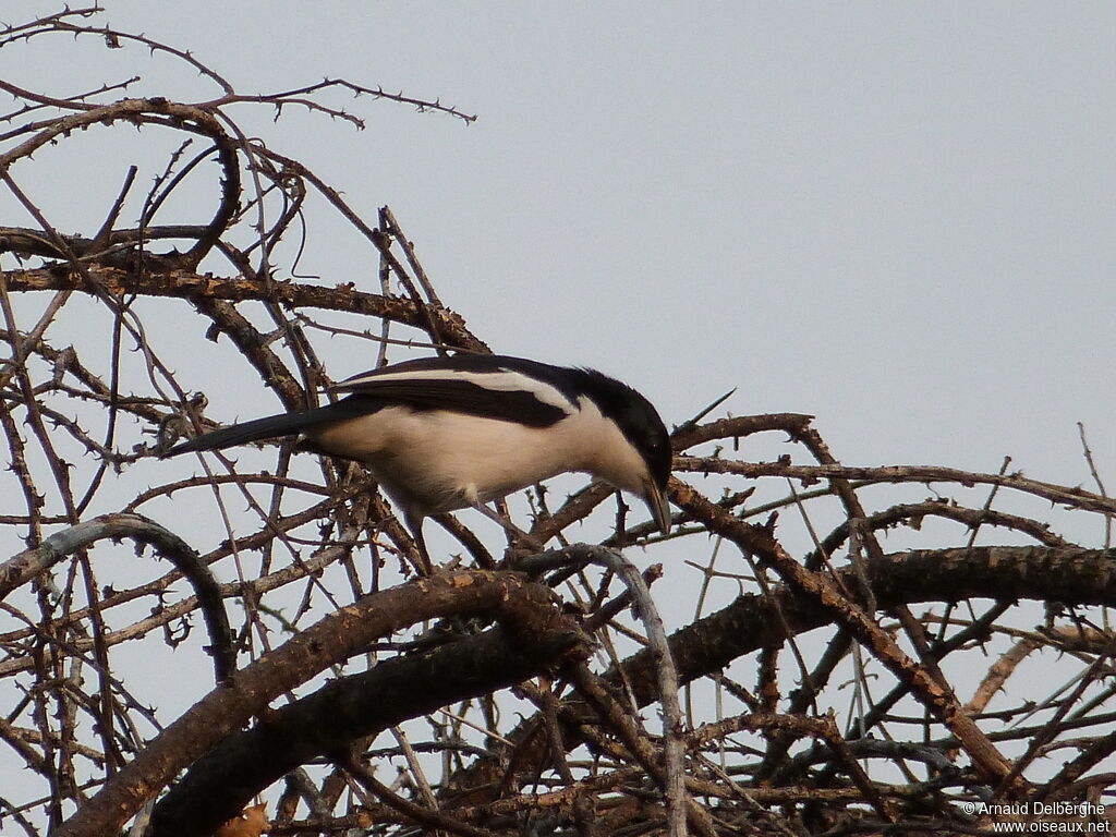 Swamp Boubou