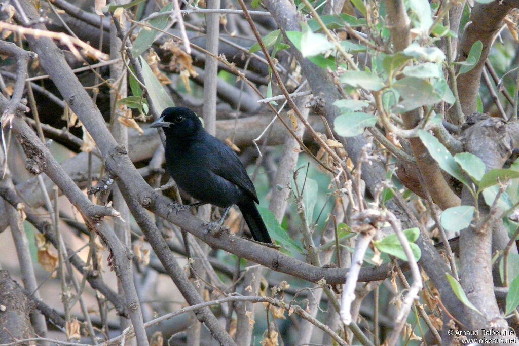 Slate-colored Boubou