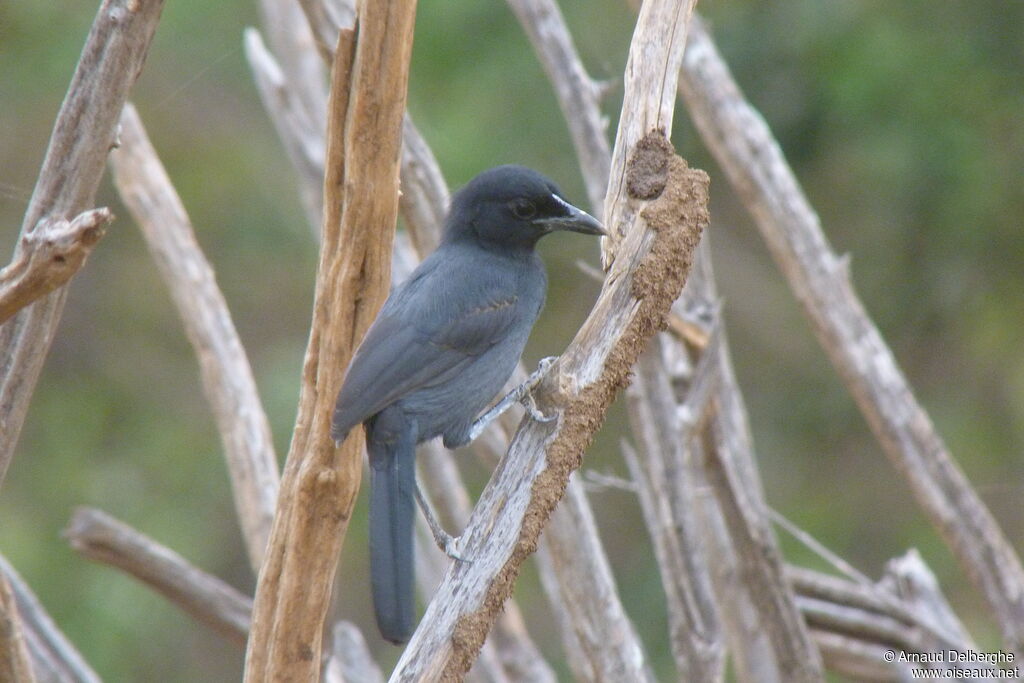 Slate-colored Boubou