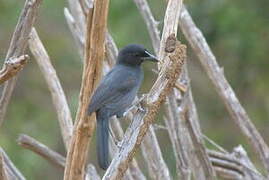 Slate-colored Boubou