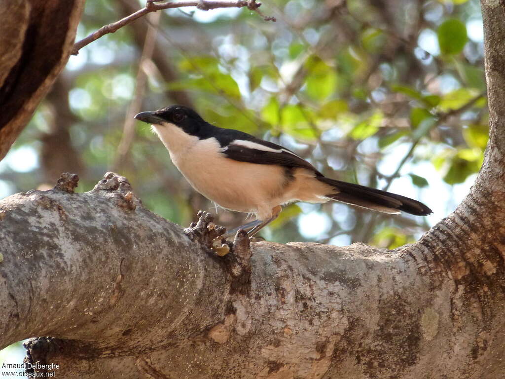 Ethiopian Boubouadult, identification