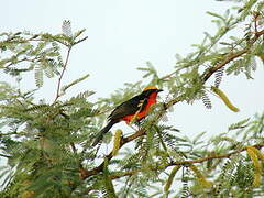 Yellow-crowned Gonolek