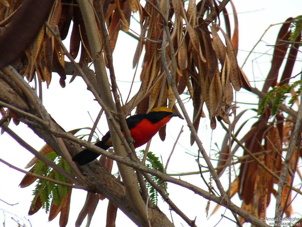 Yellow-crowned Gonolek