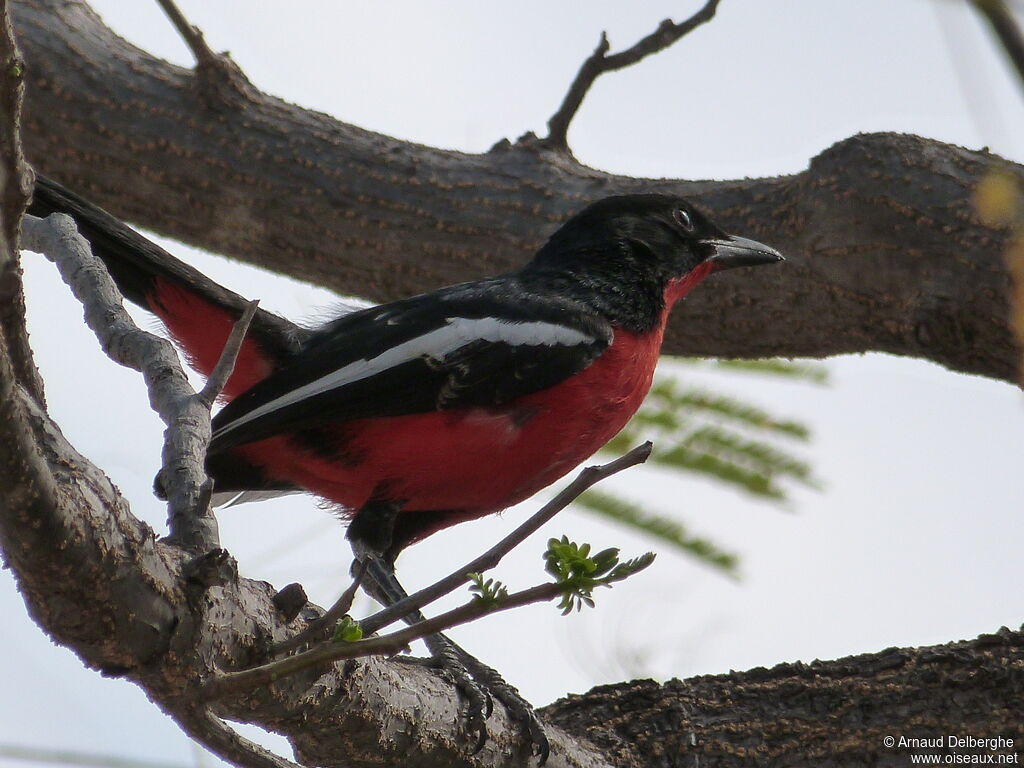 Crimson-breasted Shrike