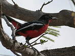 Gonolek rouge et noir