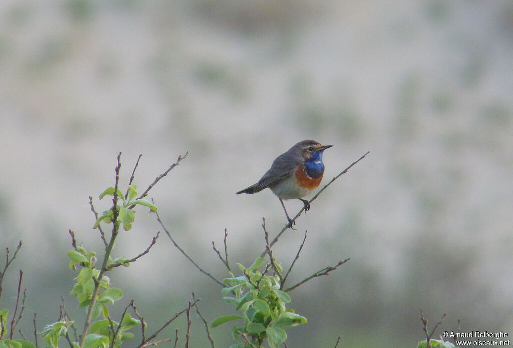 Bluethroat