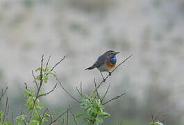 Bluethroat