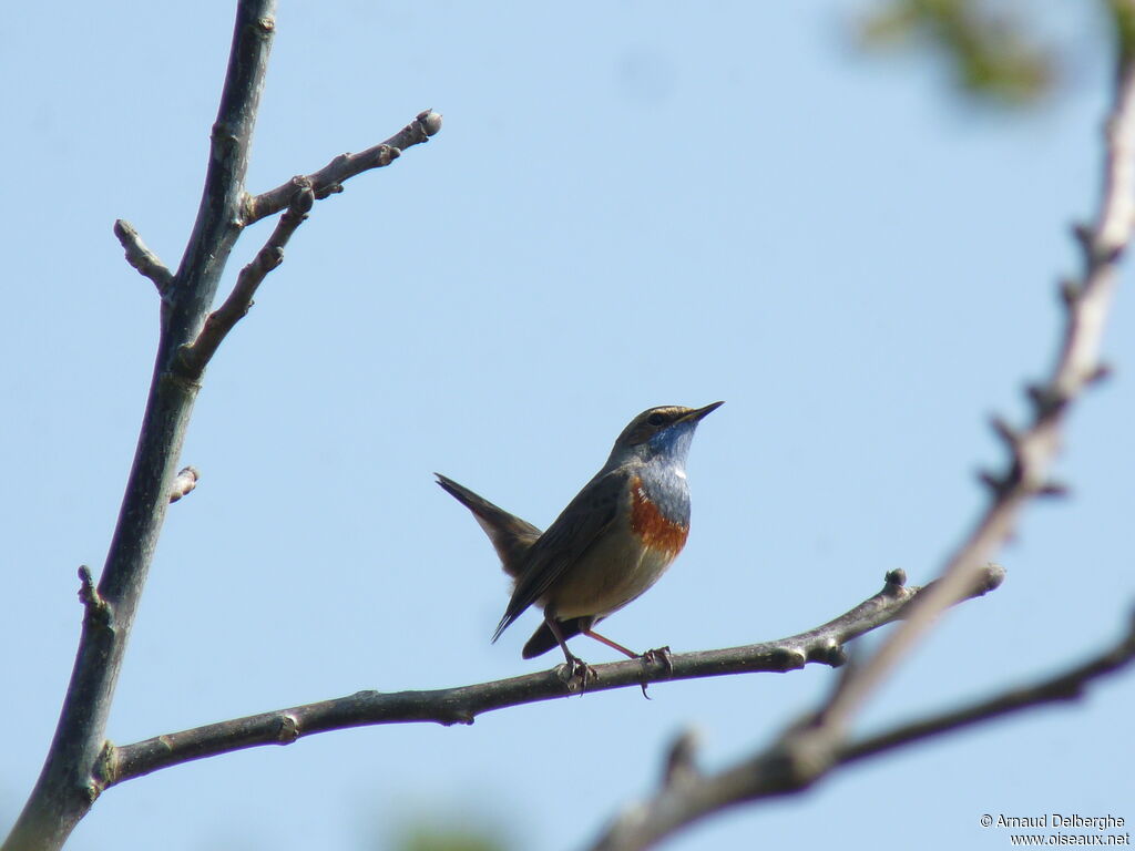 Bluethroat