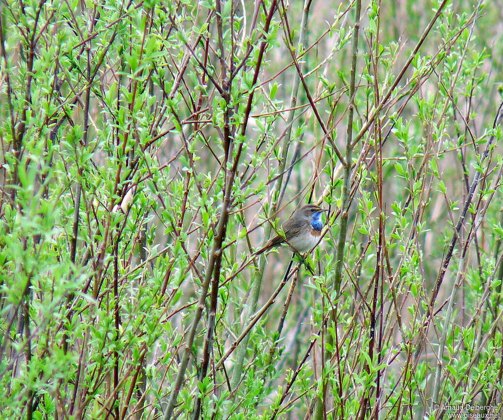 Bluethroat