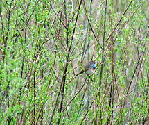 Gorgebleue à miroir