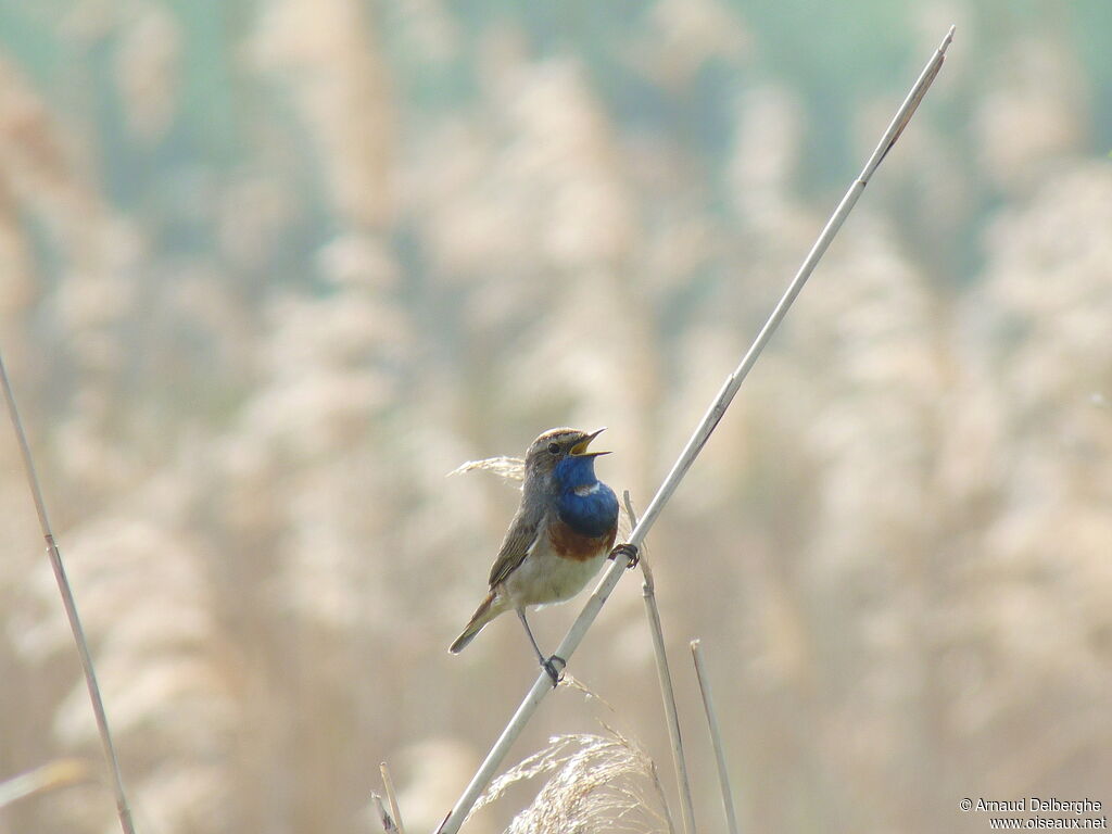 Gorgebleue à miroir