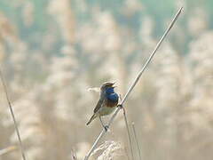 Bluethroat