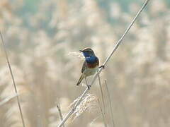 Bluethroat