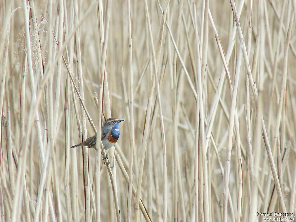 Bluethroat