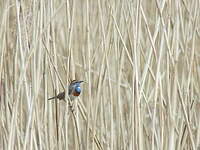 Gorgebleue à miroir