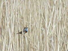 Bluethroat