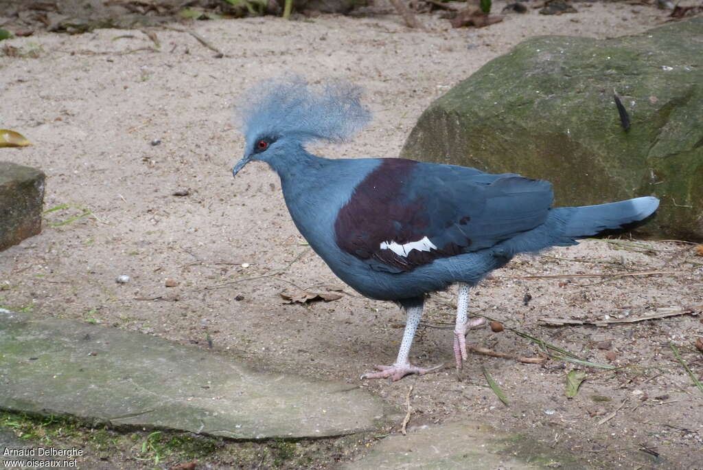 Western Crowned Pigeonadult, identification