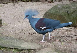 Western Crowned Pigeon