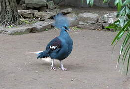 Western Crowned Pigeon