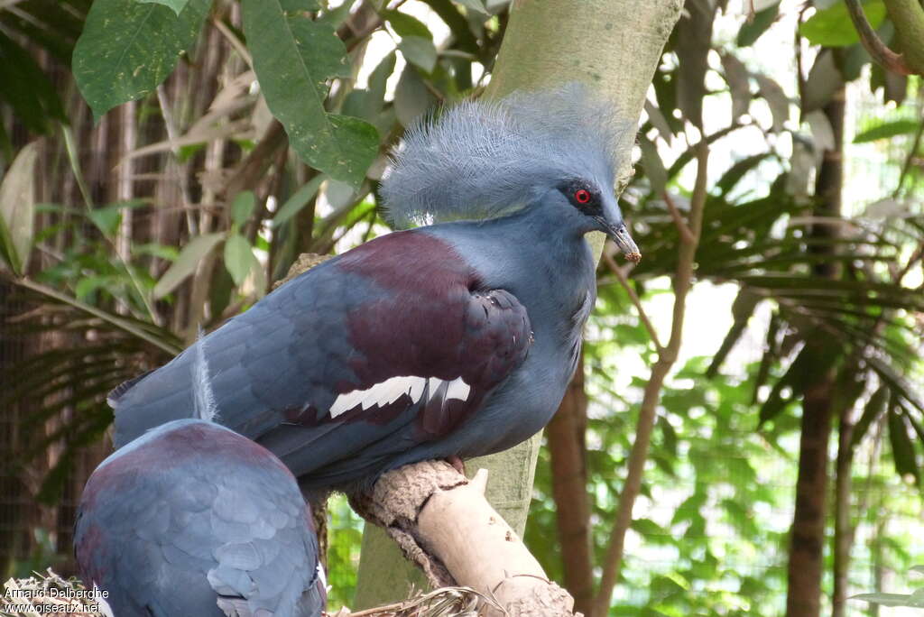 Western Crowned Pigeonadult, close-up portrait