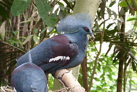 Western Crowned Pigeon