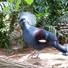 Goura couronné