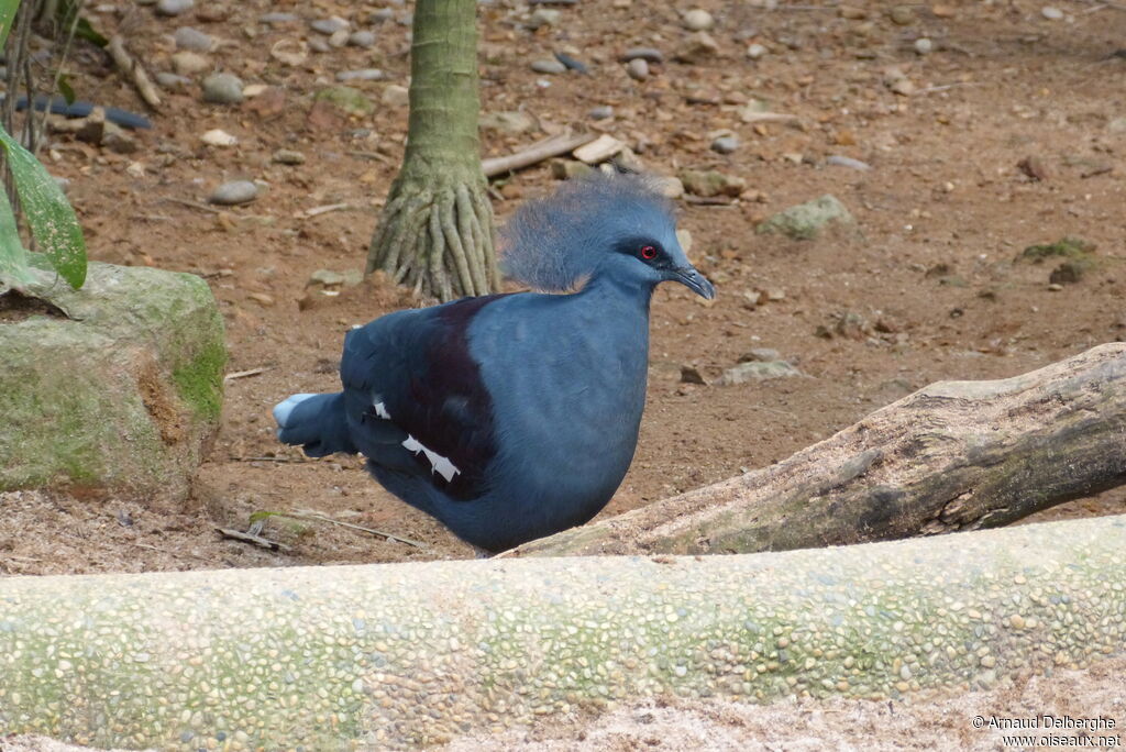 Western Crowned Pigeon