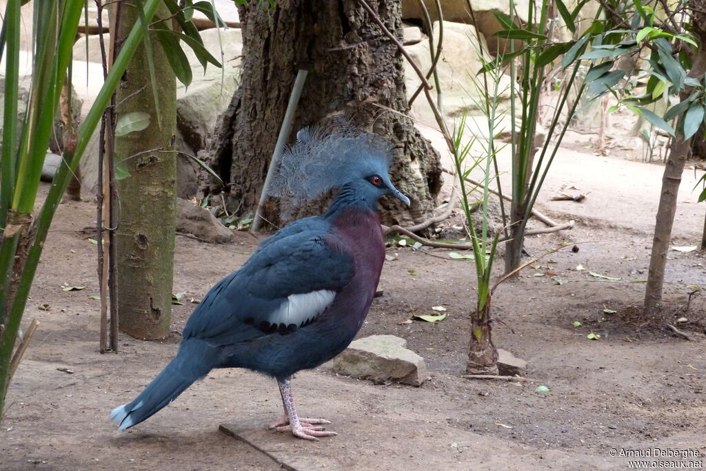 Scheepmaker's Crowned Pigeon