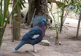 Scheepmaker's Crowned Pigeon