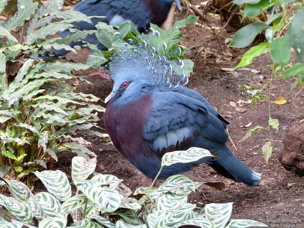 Victoria Crowned Pigeon