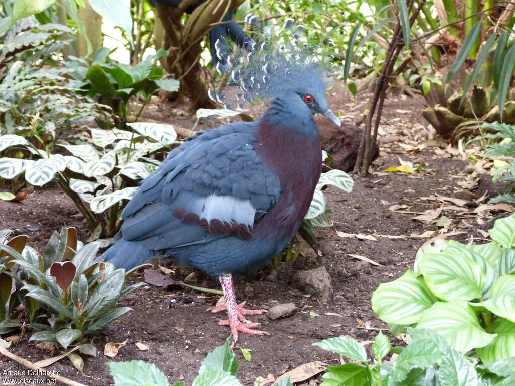 Victoria Crowned Pigeon