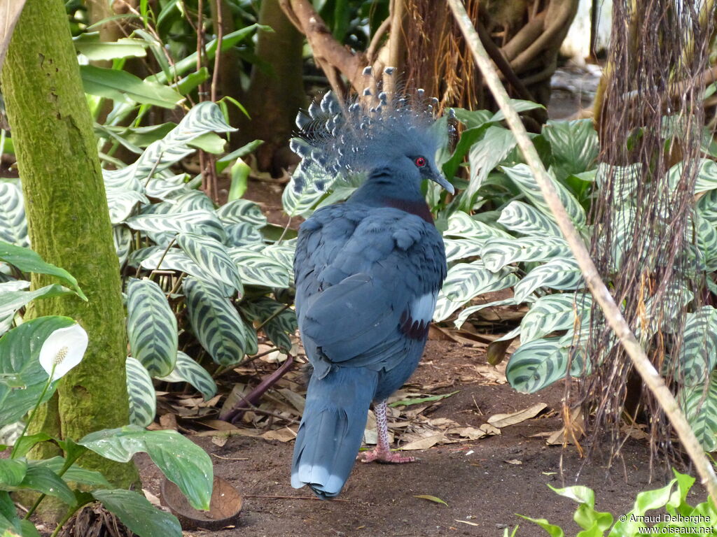 Victoria Crowned Pigeon