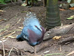 Victoria Crowned Pigeon