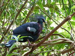 Victoria Crowned Pigeon