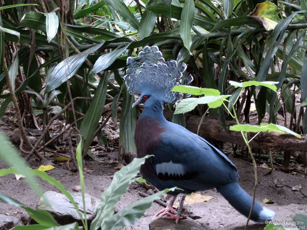 Victoria Crowned Pigeon