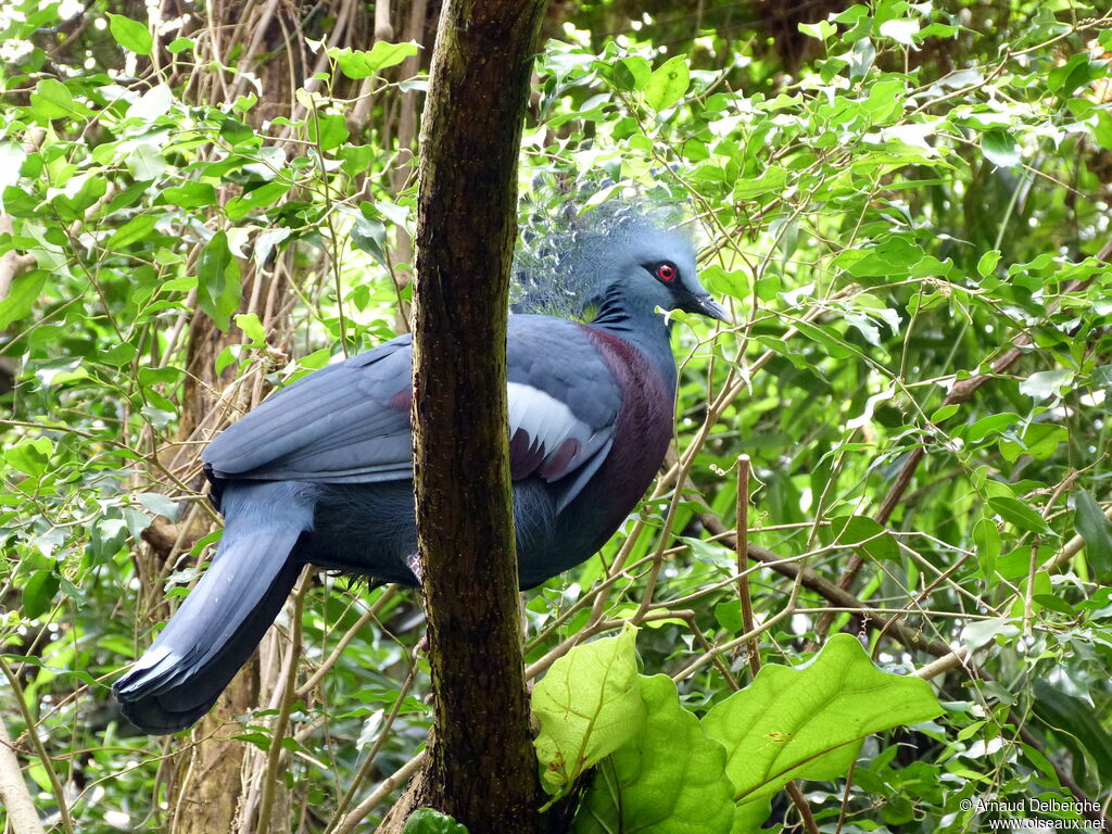 Victoria Crowned Pigeon