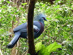 Victoria Crowned Pigeon