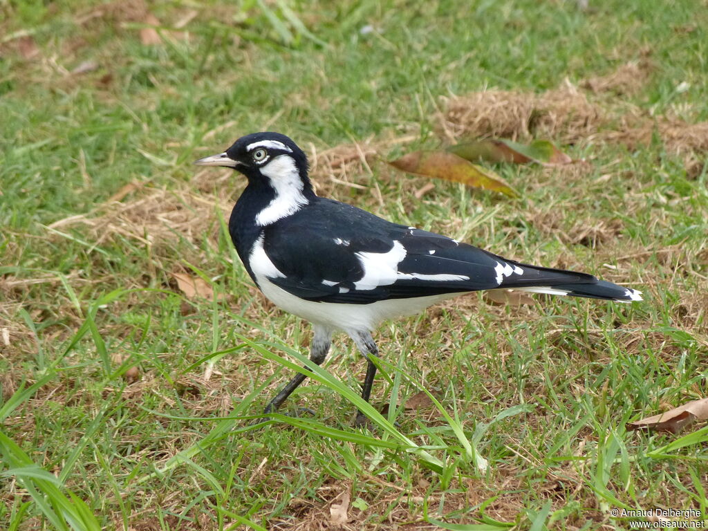 Magpie-lark