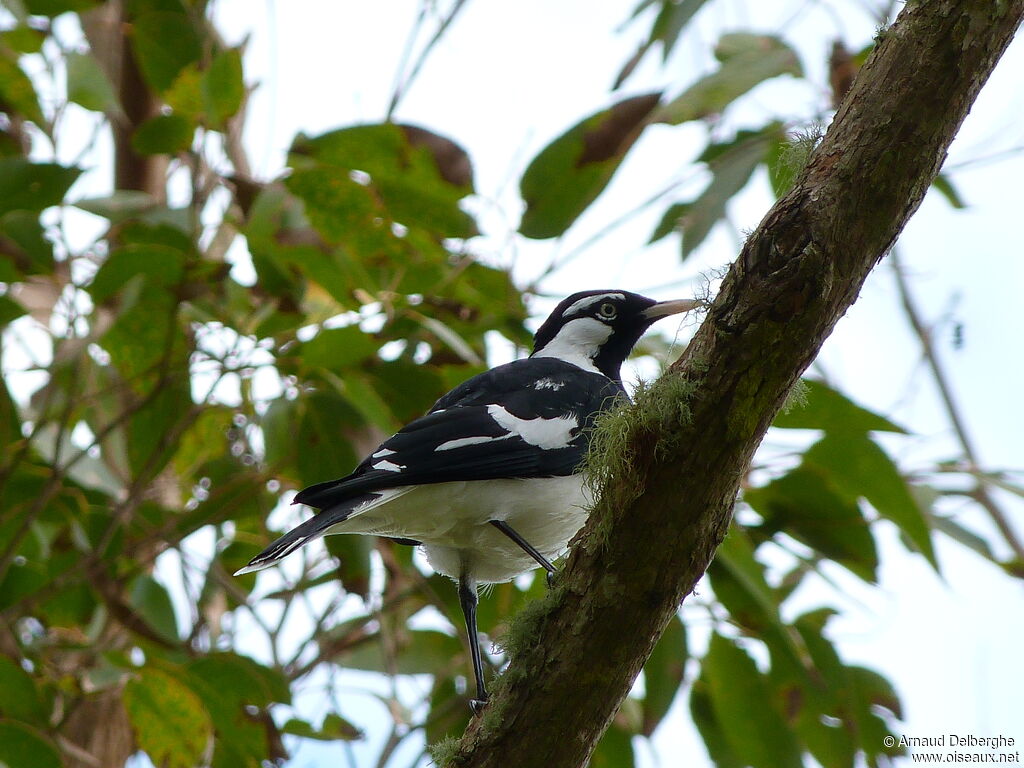 Magpie-lark