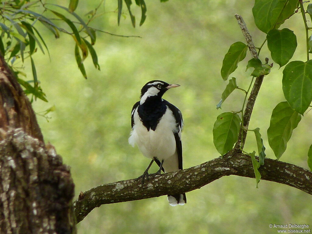 Magpie-lark