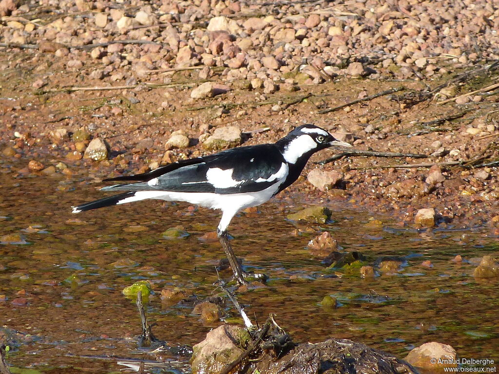 Magpie-lark