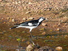 Magpie-lark