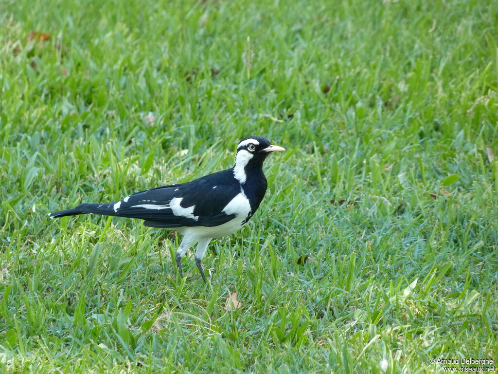 Magpie-lark