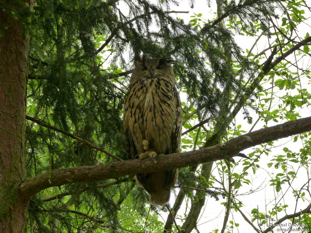 Eurasian Eagle-Owl