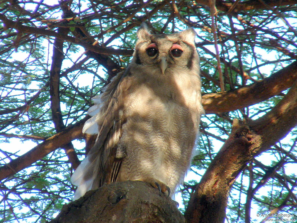 Verreaux's Eagle-Owl